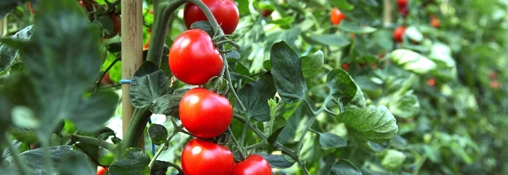 Tomatenpflanzen im Gewächshaus
